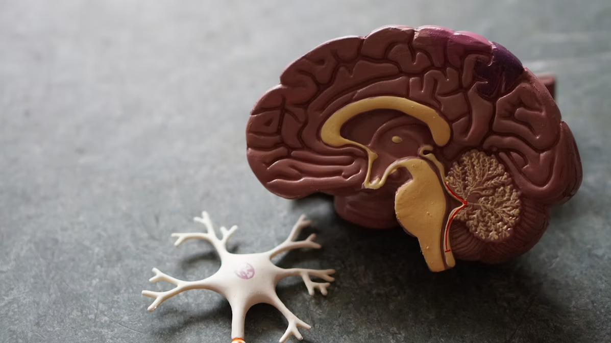 Potentiel et régulation du cerveau